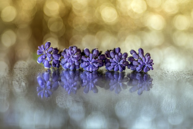 Free Photo closeup shot of beautiful purple grape hyacinth flowers