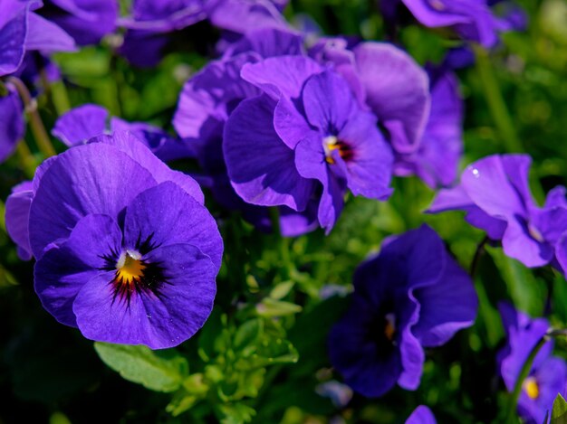 Closeup shot of beautiful purple pansy flowers in a field