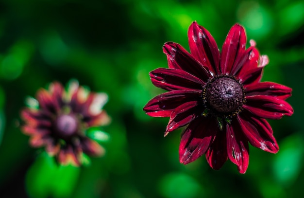 Free photo closeup shot of a beautiful purple-petaled black-eyed susan flower on a blurred