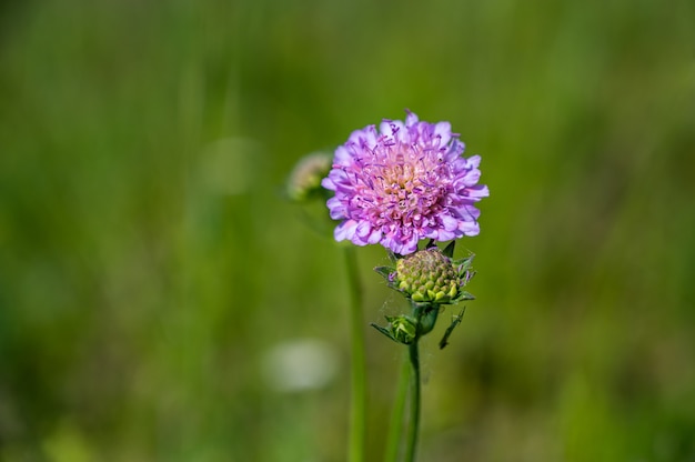 Closeup shot of a beautiful purple pincushion flower on a blurred