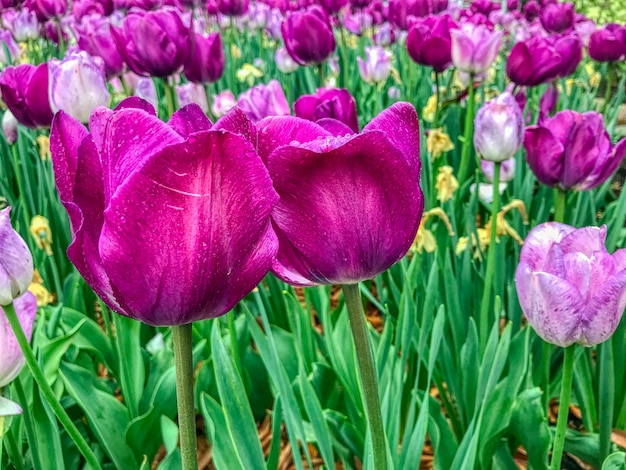 Free photo closeup shot of beautiful purple tulips growing in a large flower field