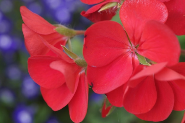 Free photo closeup shot of a beautiful red flower with a blurry background