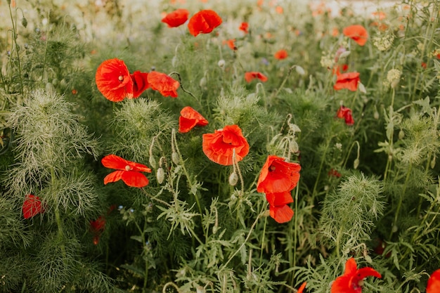 Free Photo closeup shot of beautiful red poppies in a field in the daylight