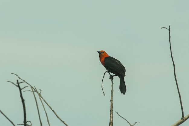 Free Photo closeup shot of a beautiful red-winged blackbird sitting on a wooden stick