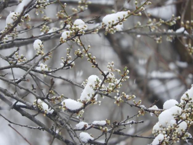 Free photo closeup shot of the beautiful snow-covered branches of a tree with small leaves and blossoms