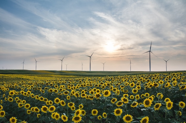 Closeup shot of beautiful sunflowers and wind turbines in a field