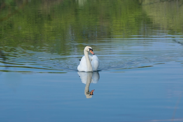 Free Photo closeup shot of a beautiful swan in a lake