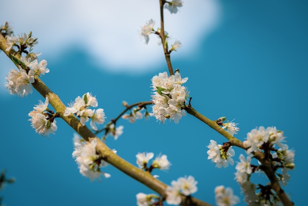 Closeup shot of beautiful white blossom on a branch of a tree with a blurred blue natural background