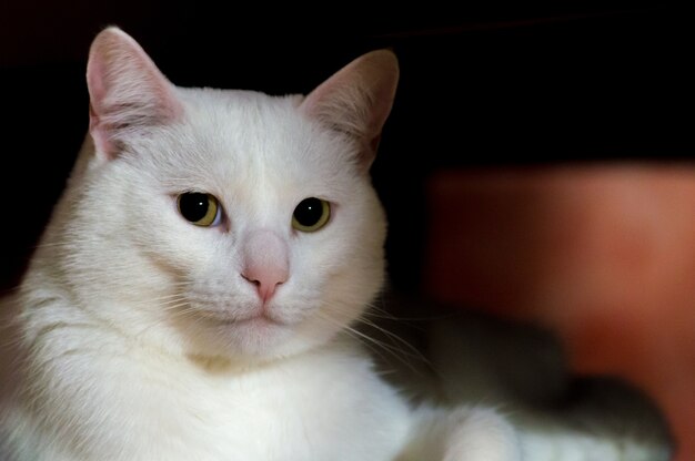 Closeup shot of a beautiful white cat with green eyes sitting in the shade