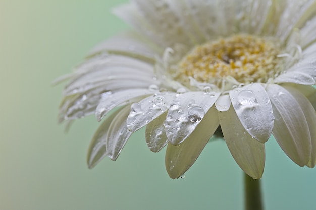 Closeup shot of a beautiful white daisy flower covered with dewdrops