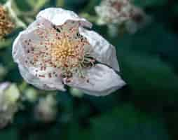 Free photo closeup shot of a beautiful white evergreen rose in a garden