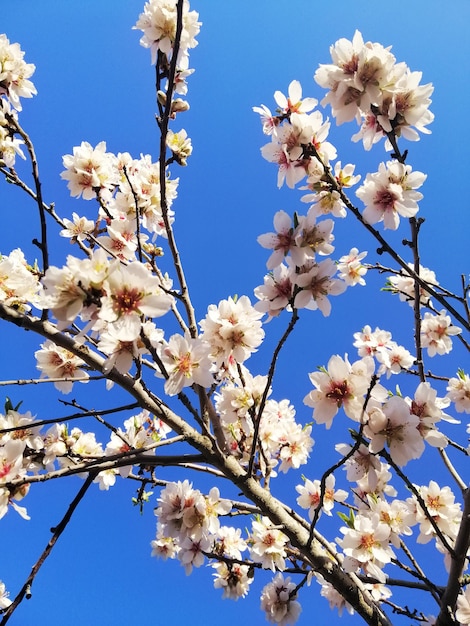 Free Photo closeup shot of beautiful white flowers on almond trees and a blue sky