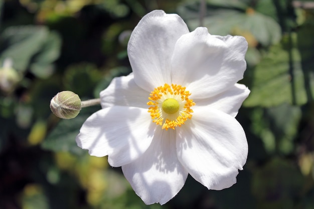 Closeup shot of a beautiful white harvest anemone flower