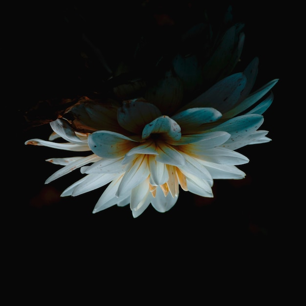 Free Photo closeup shot of a beautiful white lotus flower