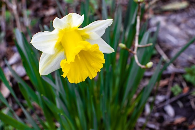 Free photo closeup shot of a beautiful white-petaled narcissus flower on a blurred background