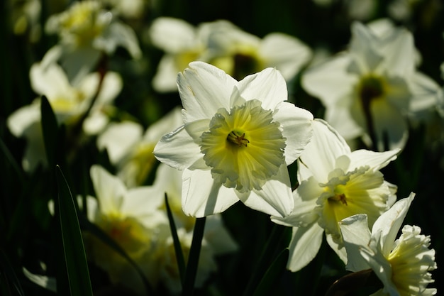 Closeup shot of beautiful white-petaled narcissus flowers