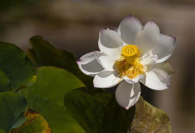 Closeup shot of a beautiful white sacred lotus