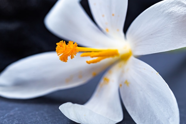 Free photo closeup shot of a beautiful white saffron flower