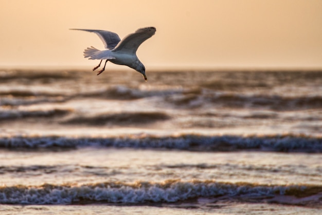 Free Photo closeup shot of a beautiful white seagull with spred wings flying above the ocean