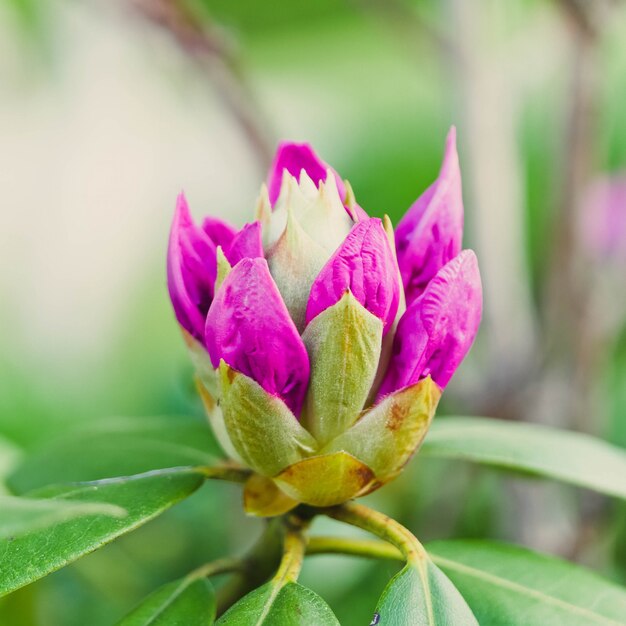 Closeup shot of a beautiful wild flower blooming in a field with some morning dew left on it