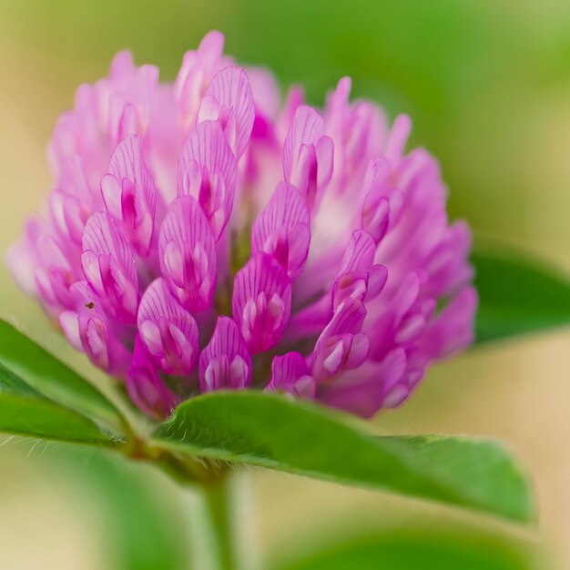 Closeup shot of a beautiful wild flower blooming in a field with some morning dew left on it