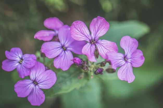 Closeup shot of a beautiful wild flower blooming in a field with some morning dew left on it