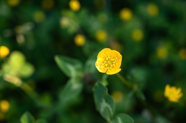 Closeup shot of beautiful yellow wildflowers