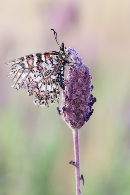 Free photo closeup shot of a beautiful zerynthia rumina butterfly on blurred greenery