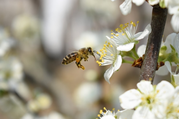 Free Photo closeup shot of a bee on beautiful cherry blossoms