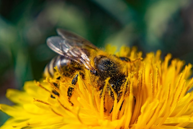 Free photo closeup shot of a bee on a blooming yellow flower with greenery on the background