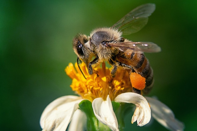 Closeup shot of a bee on a chamomile flower