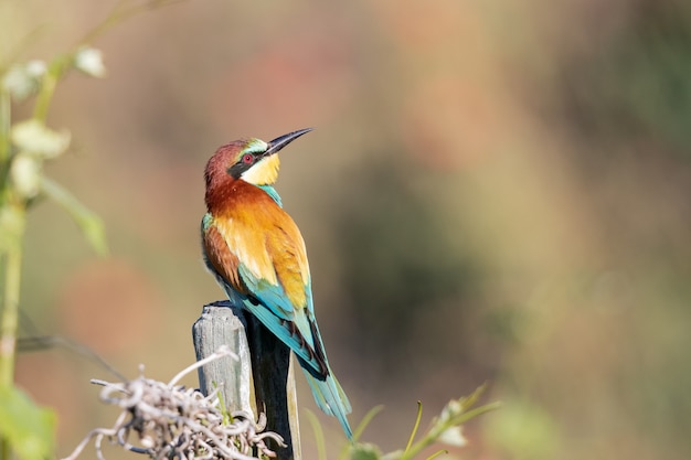 Closeup shot of a bee-eater with colorful feathers