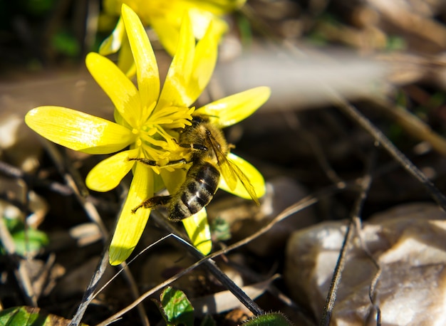 Free photo closeup shot of a bee gathering nectars from lesser celandine flower