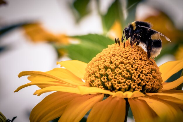 Closeup shot of a bee on an orange flower