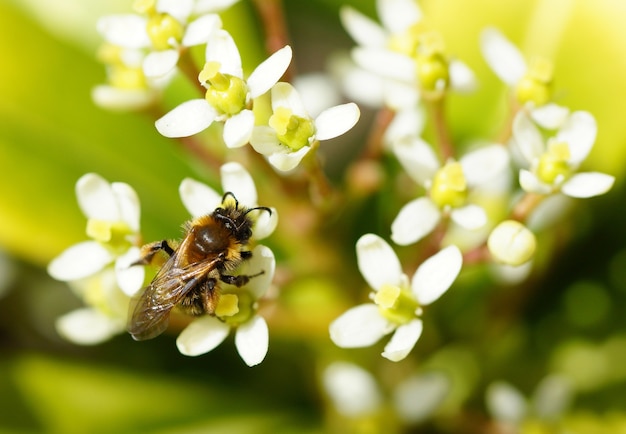 Free photo closeup shot of a bee on several white flowers