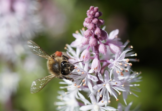 Free photo closeup shot of a bee sitting on a beautiful flower