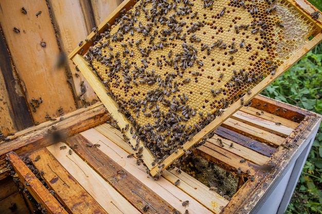 Free photo closeup shot of a beekeeper holding a honeycombs frame with many bees making honey