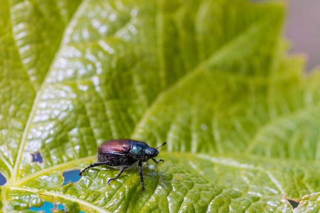 Free Photo closeup shot of a beetle on the green leaf