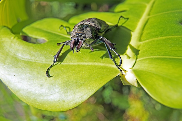 Closeup shot of a beetle on a leaf