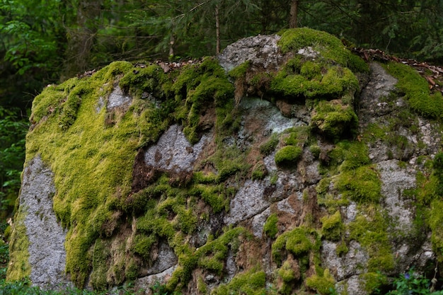 Closeup shot of a big stone covered with a green moss in the forest