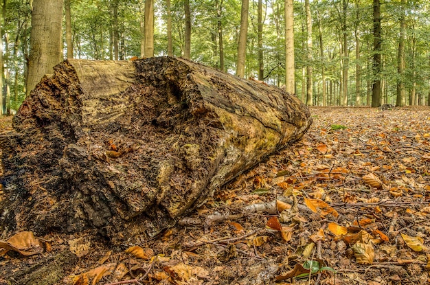 Free Photo closeup shot of a big wooden log in the middle of a forest full of trees on a cool day