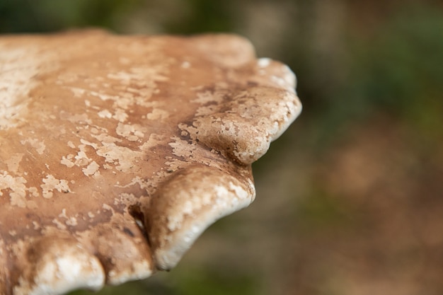 Closeup shot of a Birch Polypore Common White Bracket in Thornecombe Woods, Dorchester, Dorset, UK