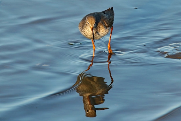 Free Photo closeup shot of a bird walking on water during daytime