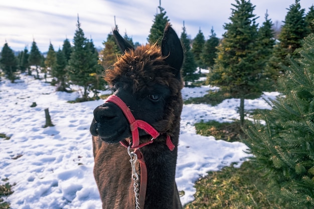 Free photo closeup shot of a black alpaca beside a spruce tree in winter