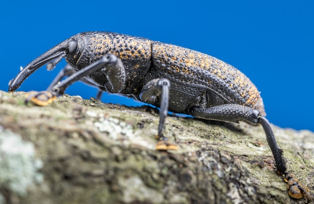 Free photo closeup shot of a black beetle with a long beak on a tree