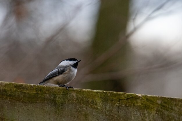 Closeup shot of a black-capped chickadee perched on wood