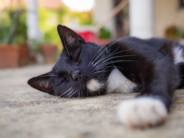 Free Photo closeup shot of a black cat sleeping on the ground