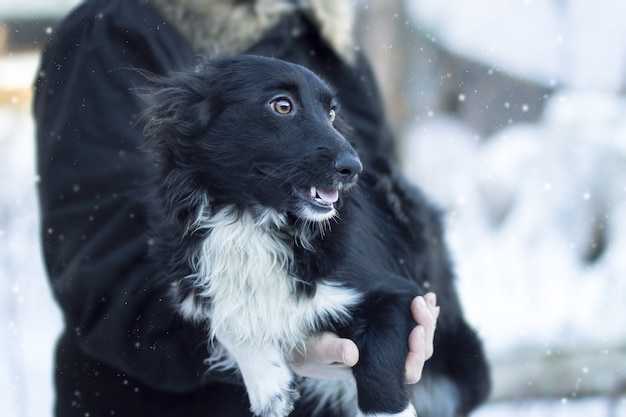 Free photo closeup shot of a black dog underneath snowy weather looking sideways