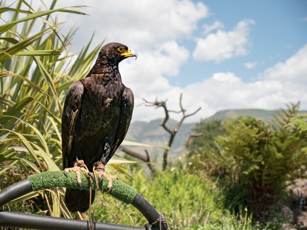 Closeup shot of black eagle verraux standing on a steel bar