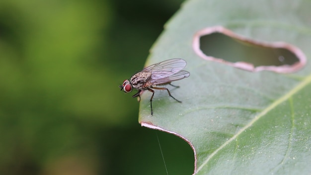 Free photo closeup shot of a black fly on a green leaf with a hole in it